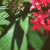 Chamaepentas nobilis, flowers