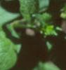 Chamaepentas nobilis, flowers