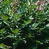 Dictamnus albus, habit