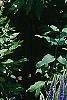 Dictamnus albus, habit