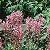 Dictamnus albus, habit