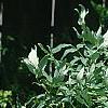 Dictamnus albus, habit