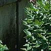 Dictamnus albus, habit