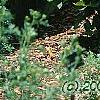 Dictamnus albus, habit