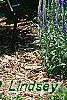 Dictamnus albus, habit