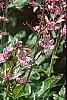Dictamnus albus, flowers