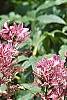 Dictamnus albus, flowers