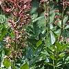 Dictamnus albus, flowers