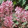 Dictamnus albus, flowers