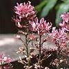 Dictamnus albus, flowers