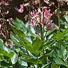 Dictamnus albus, flowers