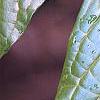 Orixa japonica, leaves