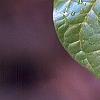 Orixa japonica, leaves