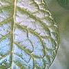 Orixa japonica, leaves