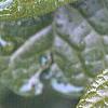Orixa japonica, leaves