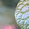 Orixa japonica, leaves