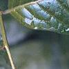 Orixa japonica, leaves