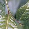 Orixa japonica, leaves