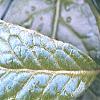 Orixa japonica, leaves