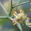 Phellodendron amurense, flowers