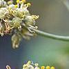 Phellodendron amurense, flowers
