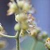 Phellodendron amurense, flowers
