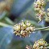 Phellodendron amurense, flowers