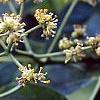 Phellodendron amurense, flowers