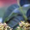 Phellodendron amurense, flowers