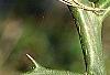 Citrus trifoliata, stems