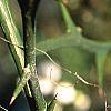 Citrus trifoliata, stems