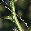 Citrus trifoliata, stems