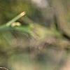Citrus trifoliata, stems