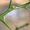 Citrus trifoliata, stems