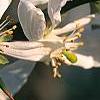 Citrus trifoliata, flowers