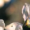 Citrus trifoliata, flowers