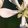 Citrus trifoliata, flowers