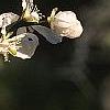 Citrus trifoliata, flowers