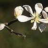Citrus trifoliata, flowers
