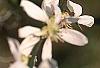 Citrus trifoliata, flowers
