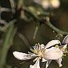 Citrus trifoliata, flowers