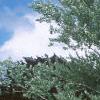 Populus alba, habit