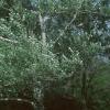 Populus alba, habit