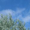 Populus alba, habit