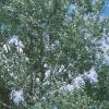 Populus alba, habit