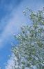 Populus alba, habit