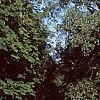 Populus deltoides, habit
