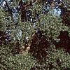 Populus deltoides, habit