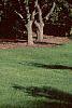 Populus deltoides, habit