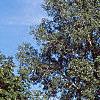 Populus deltoides, habit